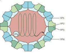 Amino acid profile