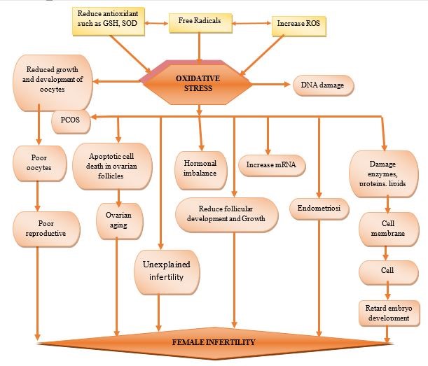 Effects of Oxidative Stress on female reproductive system 